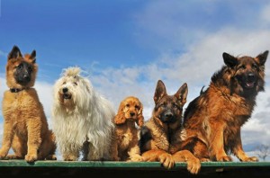GANADORES: Entradas para una exhibición de perros este finde