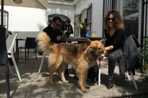 Café con perros