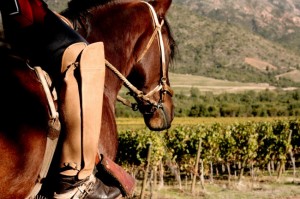 Tours por viñas antes de Navidad