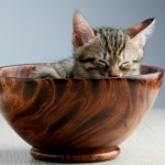 Cafés con gatos: Donde ellos juegan y se pasean por las mesas