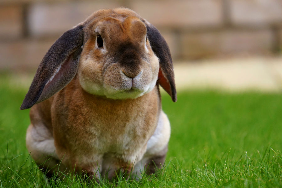 Pascua con conejos de verdad