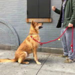 Adiestramiento canino -Doglovers - Hundshop