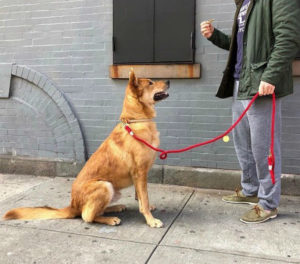 Para doglovers: adiestramiento canino + brunch