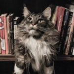 5 libros felinos para leer en el Mes de los Gatos