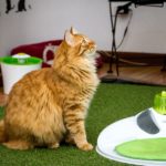 Catlovers: Las tiendas que los amantes de los gatos tienen que visitar