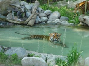 Tigres, cocodrilos, hipopótamos y mariposas debutan en el Buin Zoo
