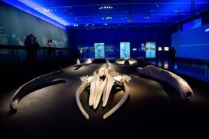Las cuatro ballenas que nadan en el Centro Cultural La Moneda