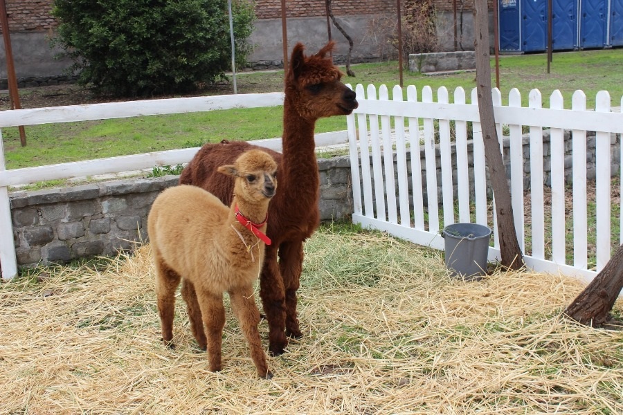 La plaza de Vitacura que se convertirá en una entretenida granja de animales