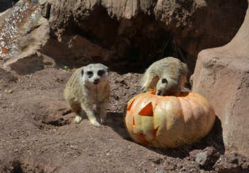Los animales celebran Halloween en el Zoológico Nacional