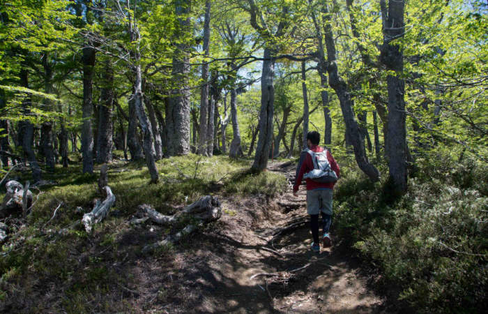 Qué no falte el trekking: Las clases de senderismo que te transportarán virtualmente a la montaña