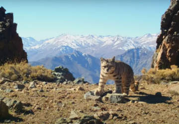 Gratis: Los imperdibles documentales sobre vida salvaje en Chile que podrás ver por streaming