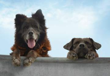 Los Reyes, el aplaudido documental que retrata a dos perritos callejeros, llega gratis a Ondamedia