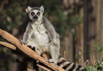 Buin Zoo reabre sus puertas justo a tiempo para las vacaciones de invierno