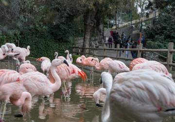 Zoológico Metropolitano gratis: revisa cómo canjear las entradas liberadas