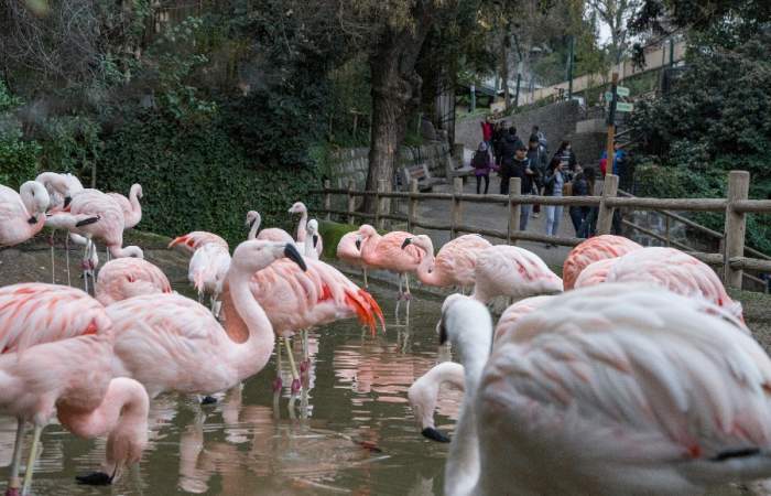 Zoológico Nacional ya tiene entrada gratis: cómo canjear los tickets liberados