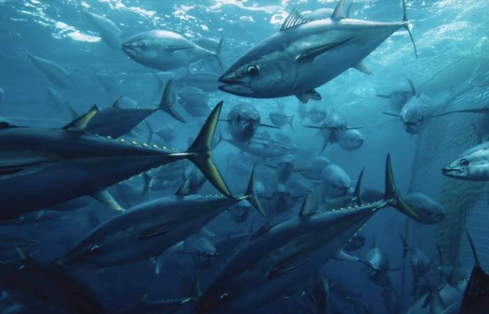Seaspiracy: el polémico documental de Netflix que revela la cara más oscura de la pesca industrial