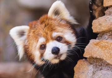 Apoya al Buin Zoo en la pandemia apadrinando a tu animal favorito
