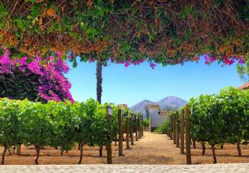 Eligen a 11 chilenas en el ranking de las 100 mejores viñas del mundo para visitar