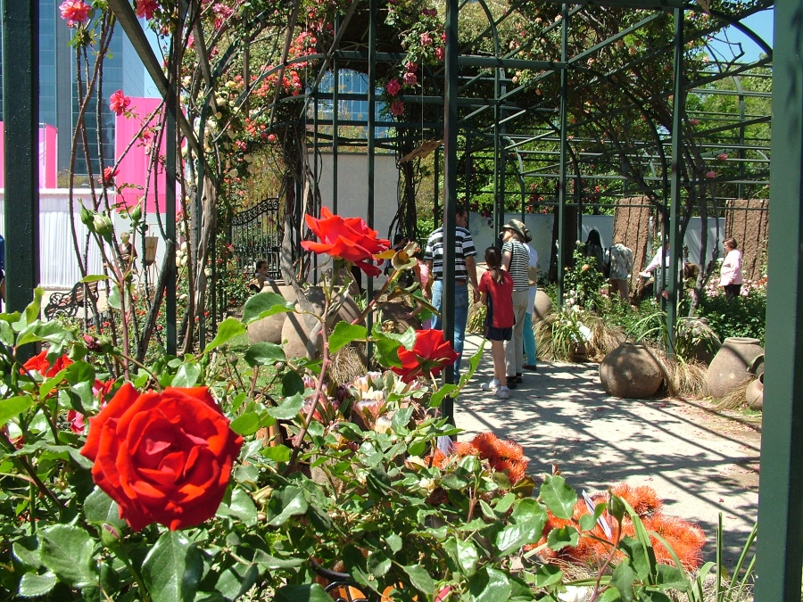 El Festival de la Rosa vuelve a florecer en el Parque Araucano