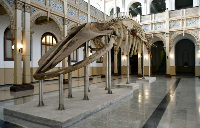 En el Día de los Patrimonios el Museo de Historia Natural recibirá a los visitantes con ballenas, delfines y otras sopresas