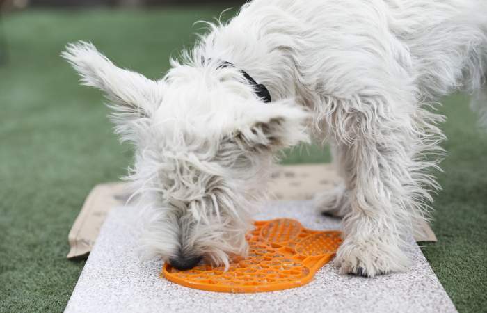 Mascotas bienvenidas: los lugares pet friendly para salir con tu perro