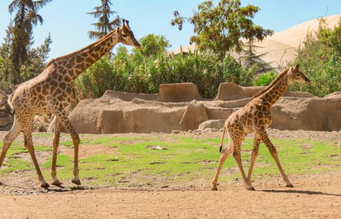 ¡Tienes que conocerlo! Buin Zoo presenta a Benito, su nueva cría de jirafa nacida en el parque