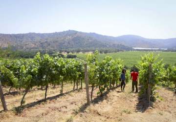 14 viñas cerca de Santiago para visitar en época de vendimia