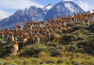 Los increíbles parques nacionales a lo largo de Chile que debes conocer sí o sí