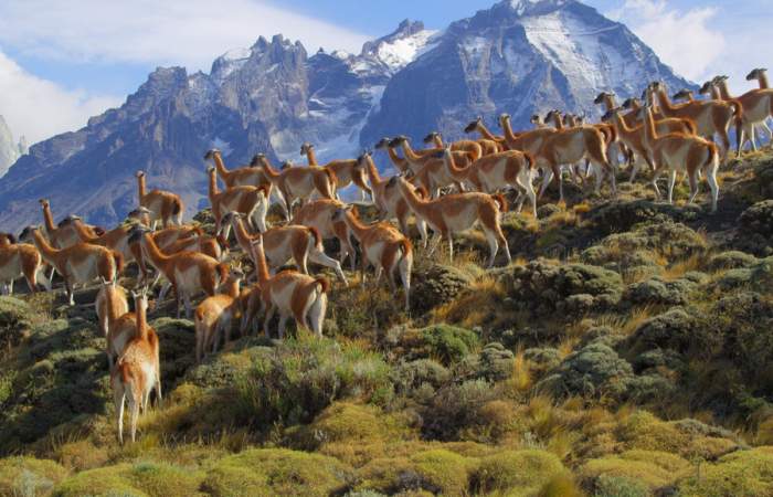 Los increíbles parques nacionales a lo largo de Chile que debes conocer sí o sí
