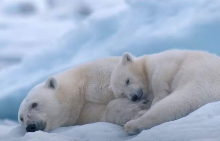 Osa polar: el conmovedor documental que muestra una grave realidad