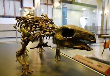Los dinosaurios volvieron al Museo Nacional de Historia Natural