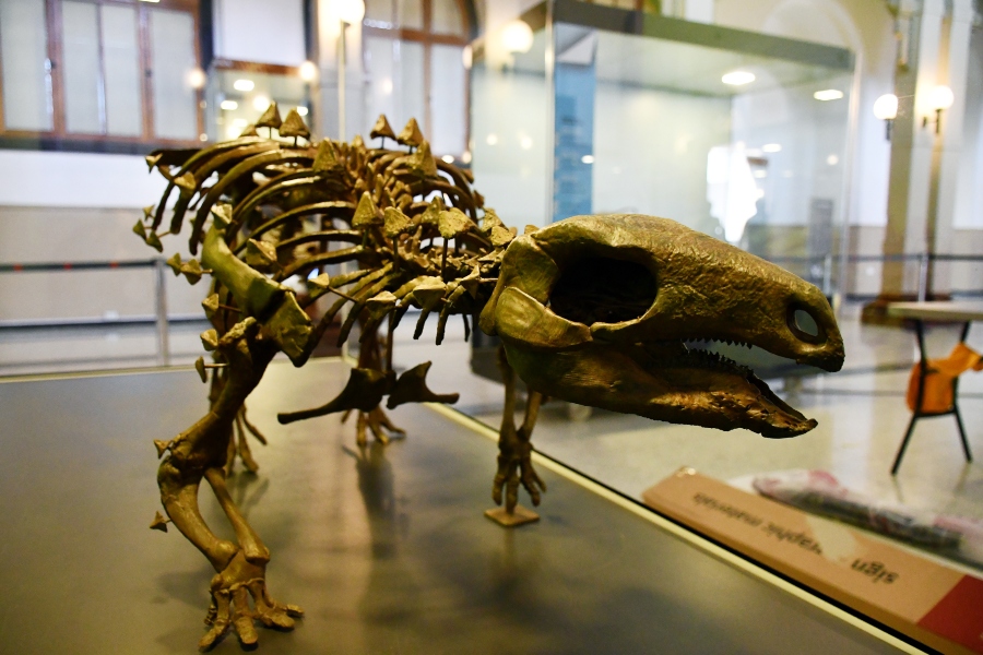Los dinosaurios volvieron al Museo de Historia Natural