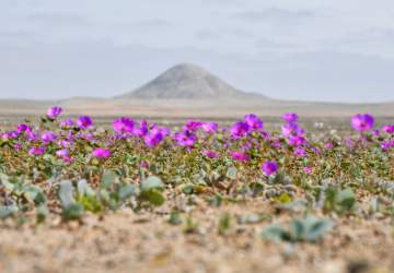 Desierto florido: todo lo que tienes que saber para visitar este fascinante fenómeno natural
