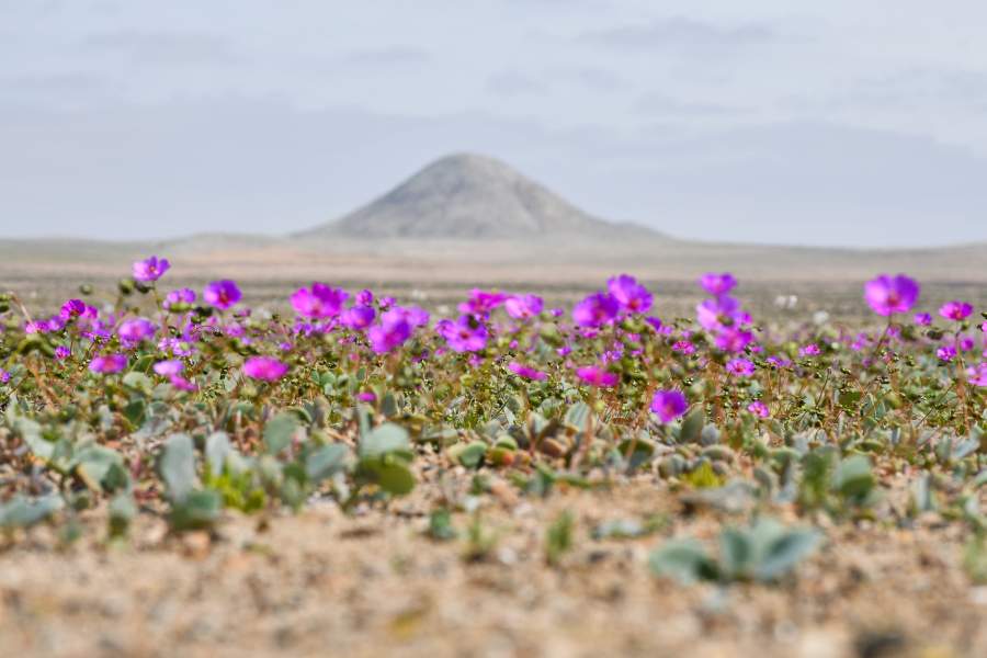 desierto florido tour