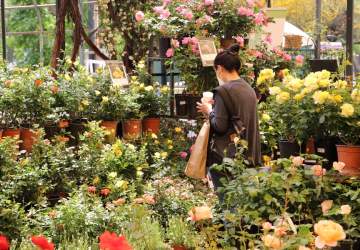 Festival de la Rosa: una fiesta de colores y aromas en el Parque Araucano