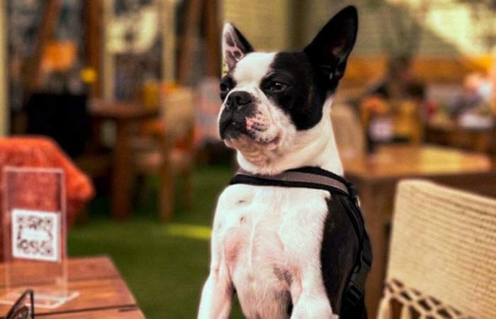 Día del Perro: 18 lugares pet friendly a los que puedes ir con tu mascota