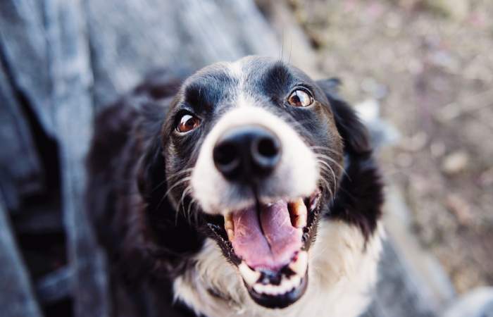 El Día del Perro Adoptado se celebrará en Parque Araucano con un montón de actividades gratis