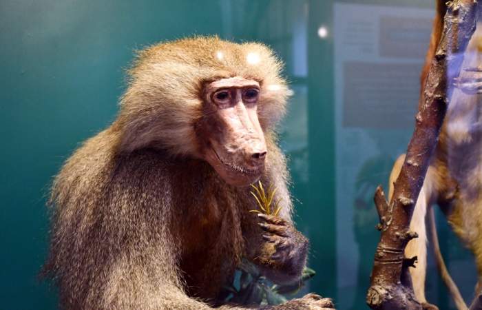 Mucho más que monos: los primates se toman el Museo de Historia Natural este verano 2024