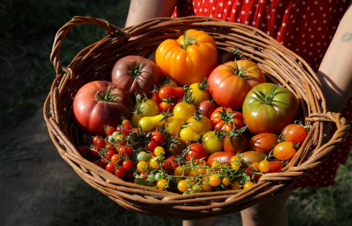 El rey del verano: Día del Tomate se celebrará en Providencia y por primera vez