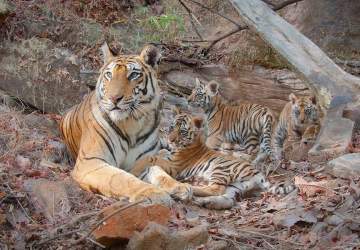 Tigres: el bello documental de Disneynature que muestra la crianza de la especie símbolo de India