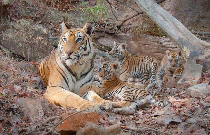 Tigres: el bello documental de Disneynature que muestra la crianza de la especie símbolo de India