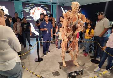Bodies Evolution: la exitosa exposición con cuerpos reales vuelve a Chile