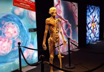 Bodies Evolution en Chile: así es la exhibición para conocer más sobre el cuerpo humano