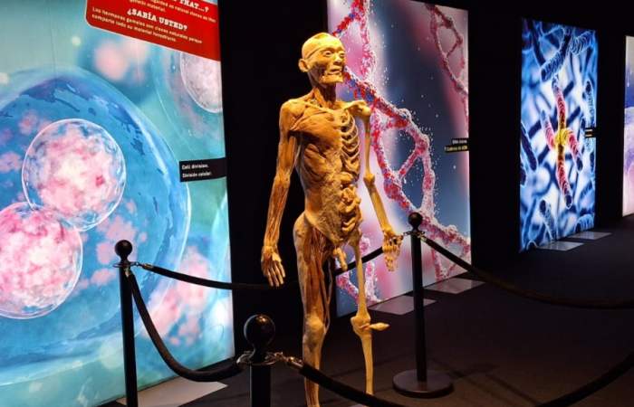 Bodies Evolution en Chile: así es la exhibición para conocer más sobre el cuerpo humano