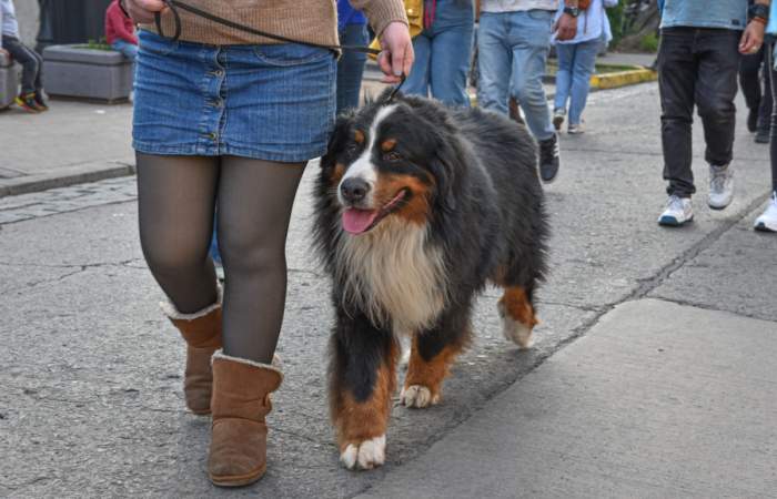 En barrio Italia habrá una Ruta Pet Friendly con aperrados panoramas para las mascotas y sus dueños