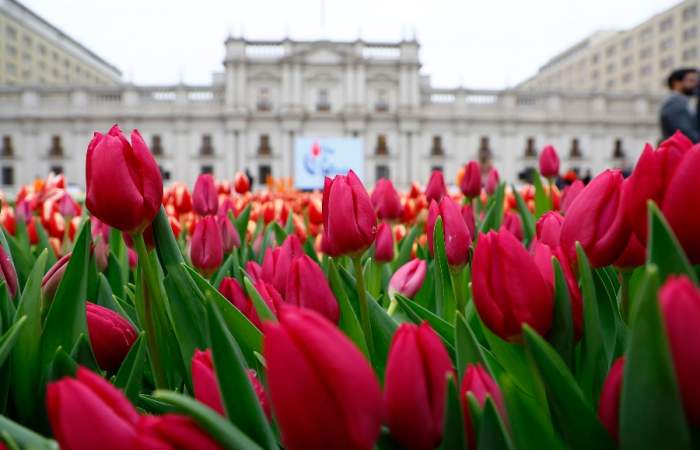 Día del Tulipán 2024: regalarán 50.000 tulipanes para celebrar la llegada de la primavera