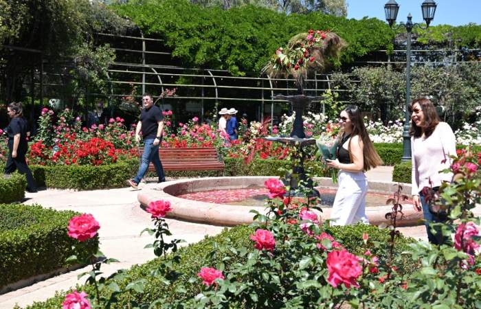 Festival de la Rosa 2024: un panorama primaveral para el fin de semana largo