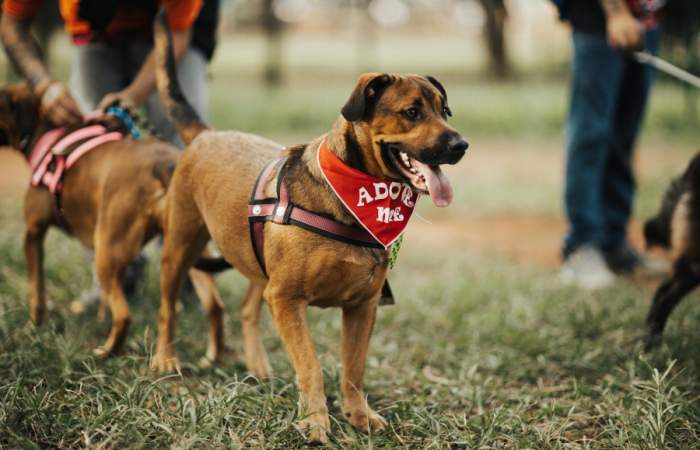 Parque Pet: un aperrado panorama gratis para las mascotas y sus dueños debuta en Parque Padre Hurtado