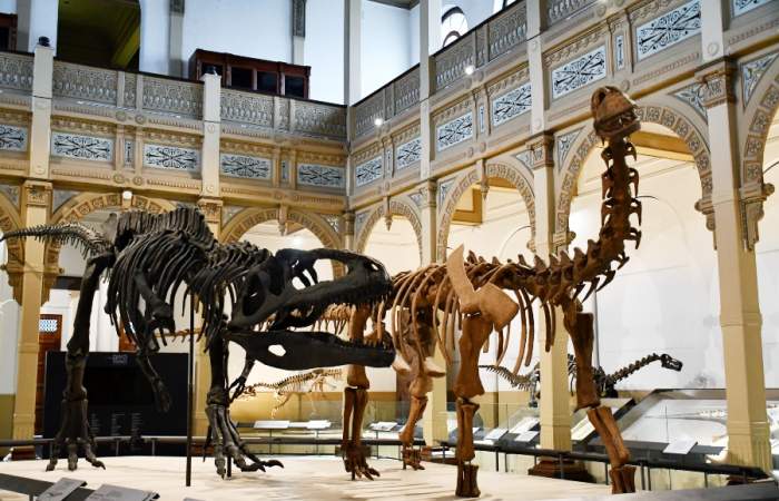 Gratis y por todo un año: inauguran gran exposición de dinosaurios en el Museo de Historia Natural