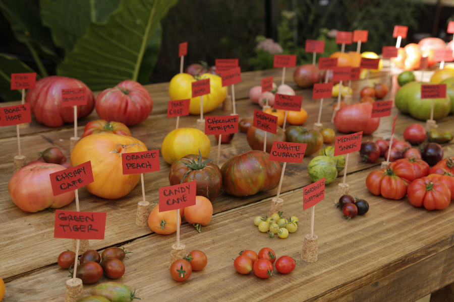 Día del Tomate